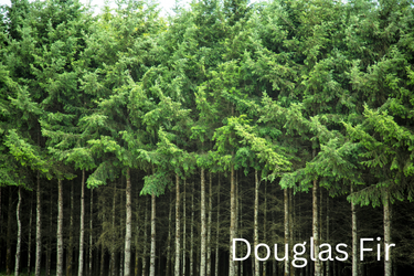 Grow Your Own CHRISTMAS TREE COLLECTION - 4 Gift Packets of Tree Seeds - Fraser Fir, Balsam Fir, Douglas Fir, & Blue Spruce + Free Gift Bag